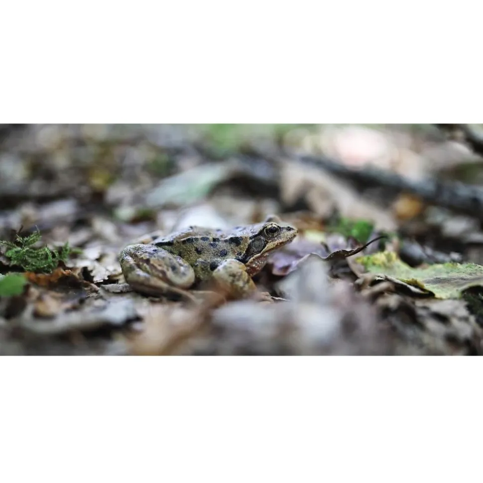 Zeiss Milvus 25mm f/1.4 Distagon T* ZF.2 Lens Nikon F