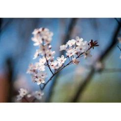 Zeiss Otus 85mm f/1.4 APO Planar T* ZE Lens Canon EF